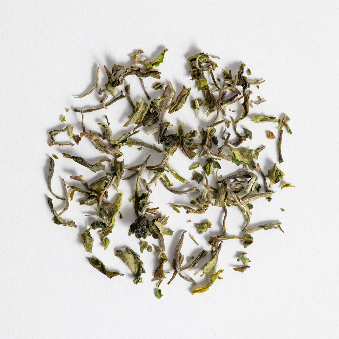 Darjeeling Gielle DJ-09 First Flush 2025