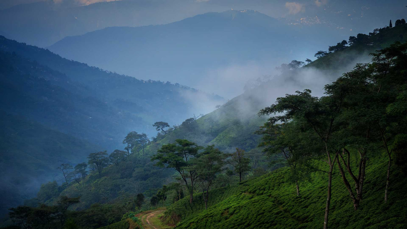Darjeeling First Flush - The Tea Centre of Stockholm