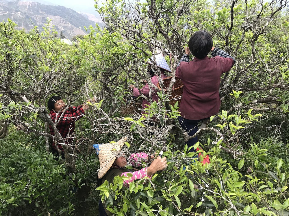 Duck Shit Oolong "Ya Shi Xiang" (鸭屎香) - The Tea Centre of Stockholm